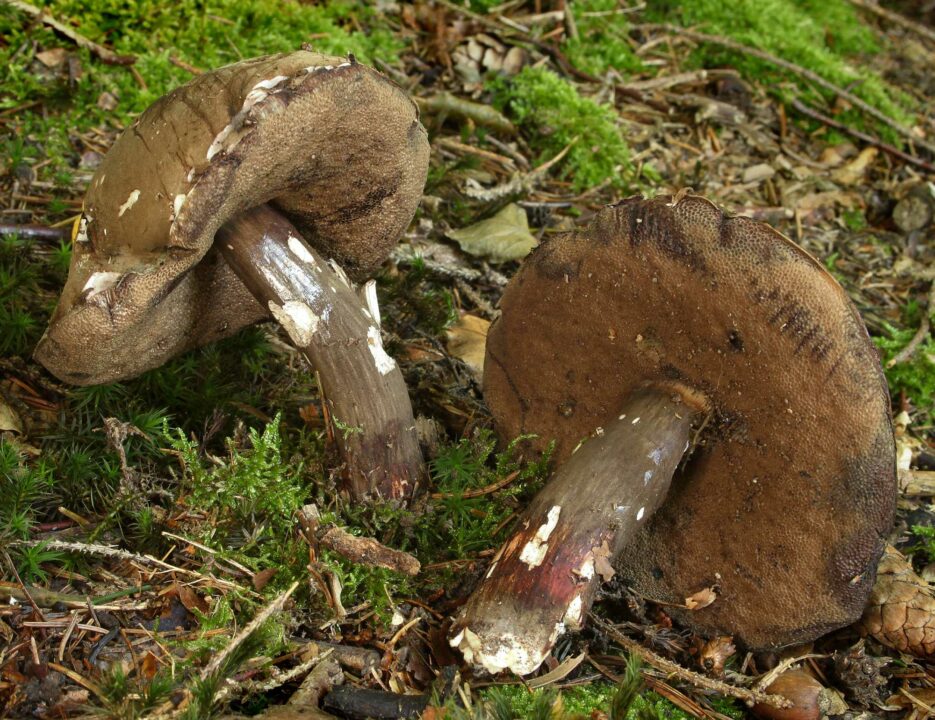 Purviereum purpurovosporum