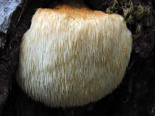 5-155-640x480.jpg