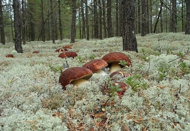 Boletus edulis: где растет, как быстро растет и как собирать