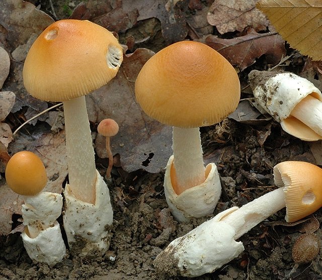Шафрановые поплавки