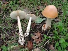Шафрановые поплавки (Amanita crocea)