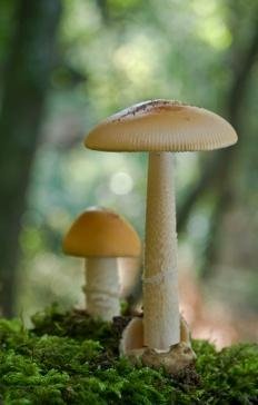 Шафрановый флоат (Amanita crocea)