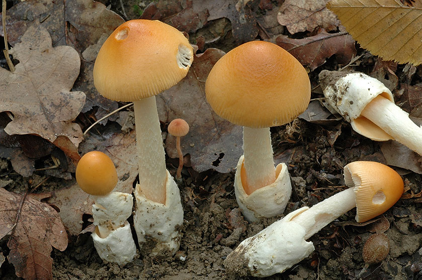 Фотографии и описание Шафрановых мушек (Amanita crocea)
