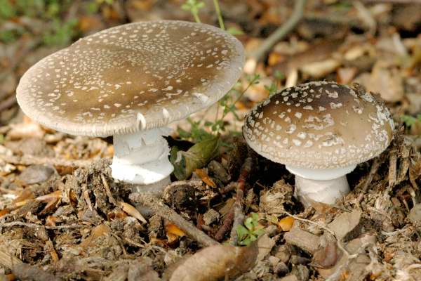 Толстая личинка мухи (Amanita excelsa) фото и описание