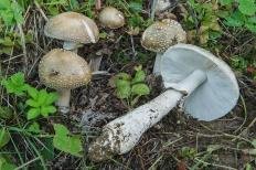 Агарик мухомор плотный (Amanita excelsa)