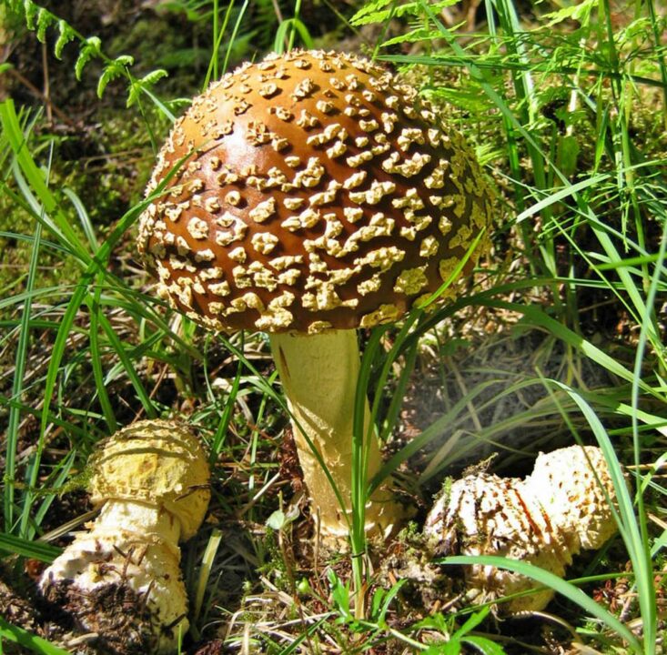 Amanita regalis