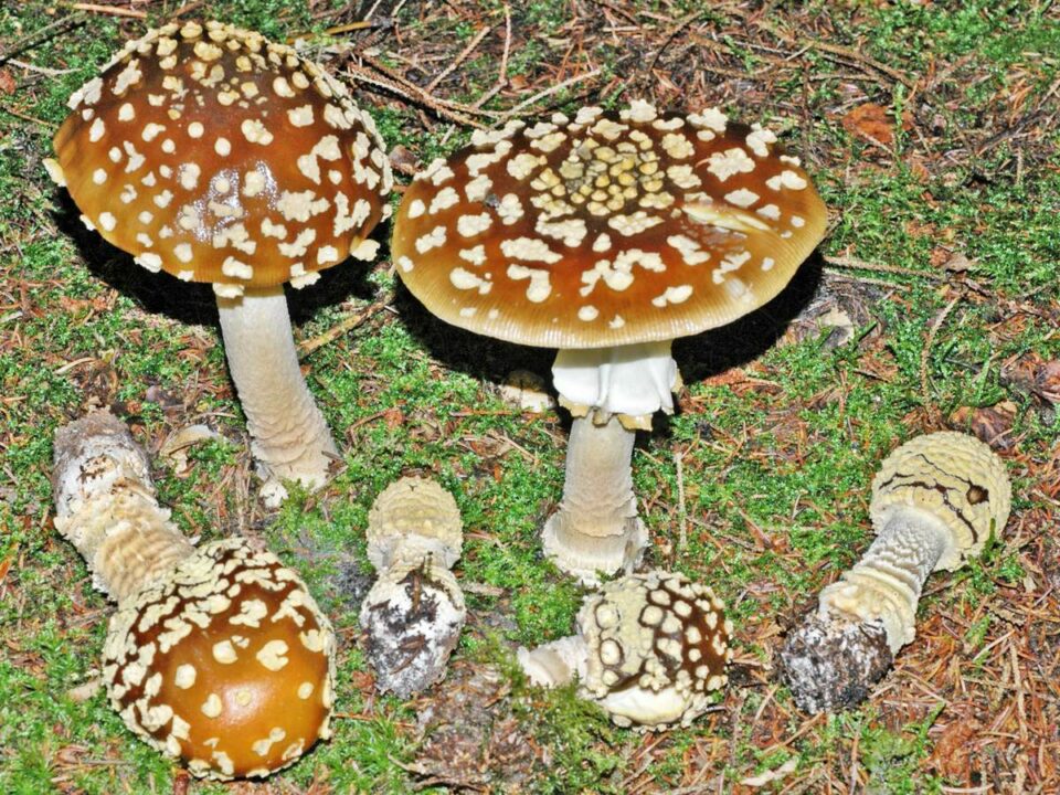 Королевская мухоловка