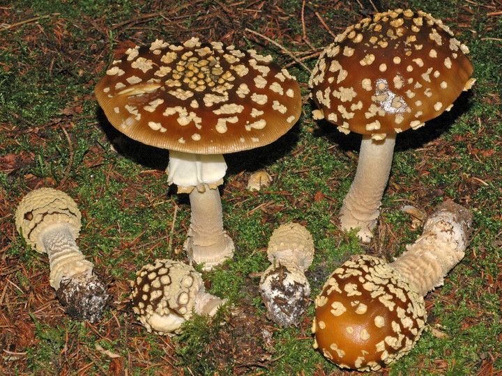 Личинка королевской мухи (Amanita regalis)