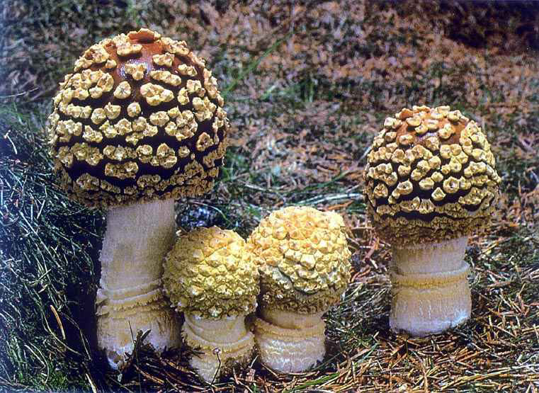 Личинка королевской мухи (Amanita regalis) фото и описание