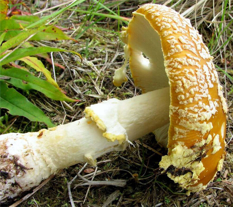 Личинка королевской мухи (Amanita regalis) фото и описание