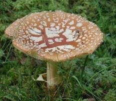 Amanita regalis