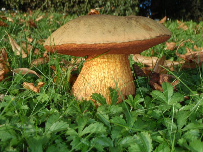 Boletus-luridus-e1504256936562.jpg
