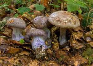 Паутинник (Spiderwort purpurascens)