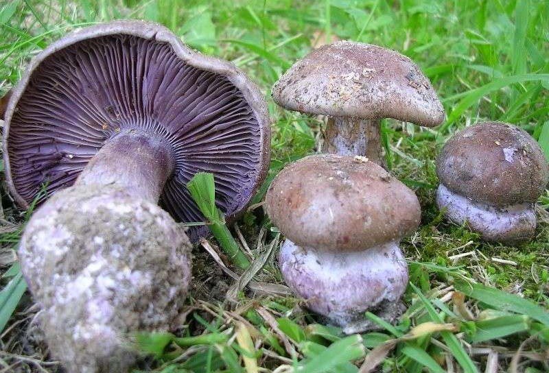 Паутинник (Cortinarius purpurascens)
