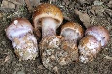 Pautinus purpurascens (Cortinarius purpurascens)
