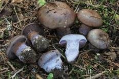 Zingiber officinale