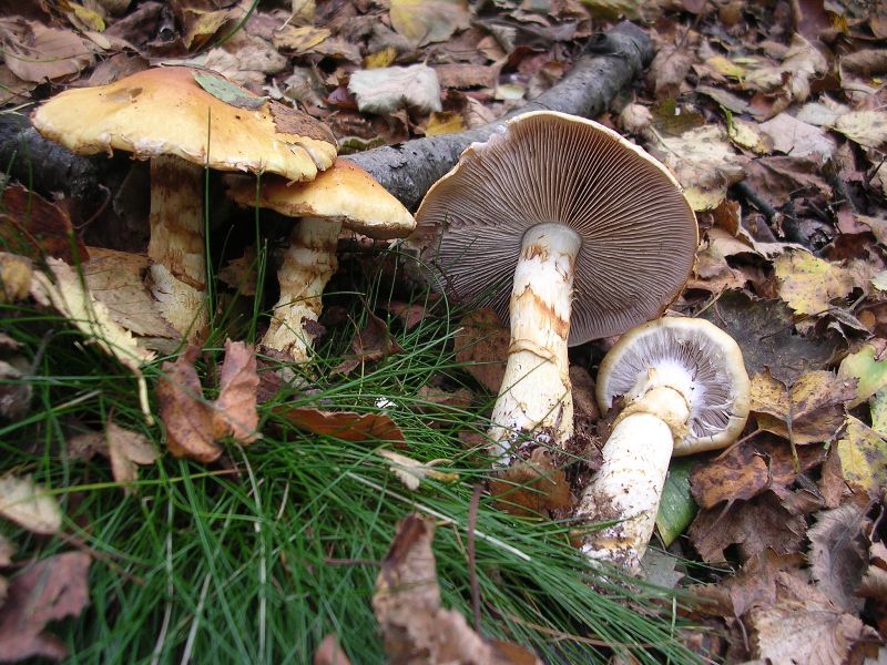 Паутинник - Википедия