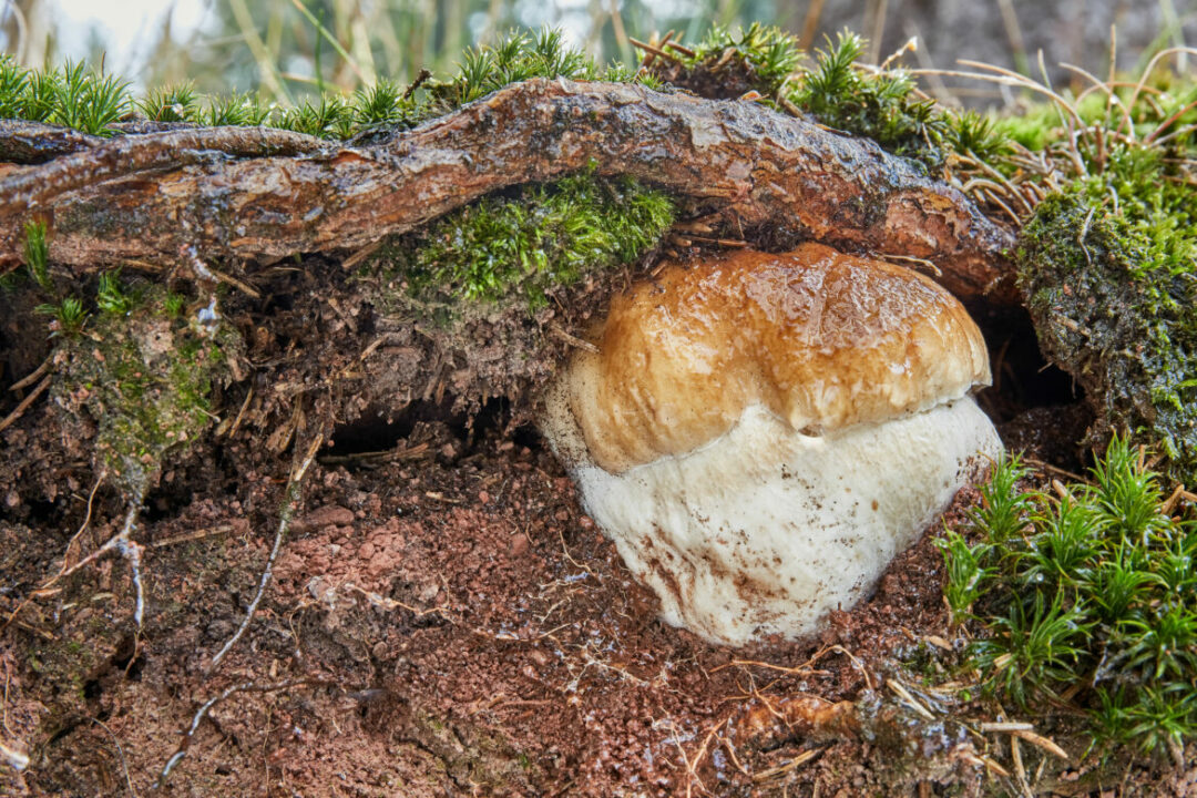 Boletus edulis (Boletus edulis)