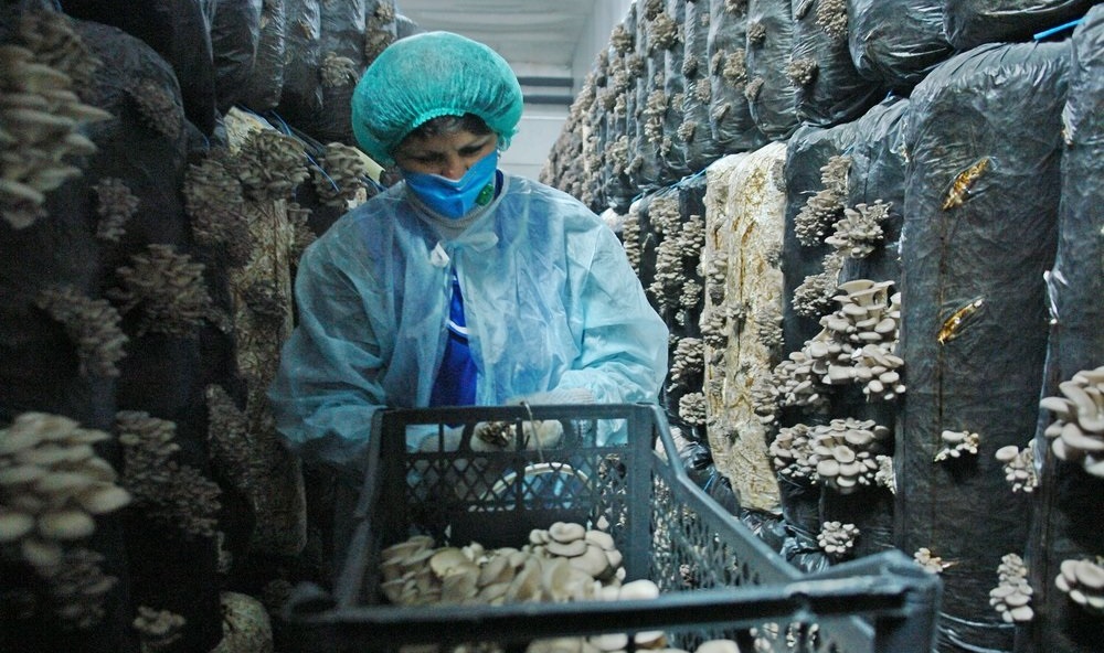 Как вырастить грибы в пакете