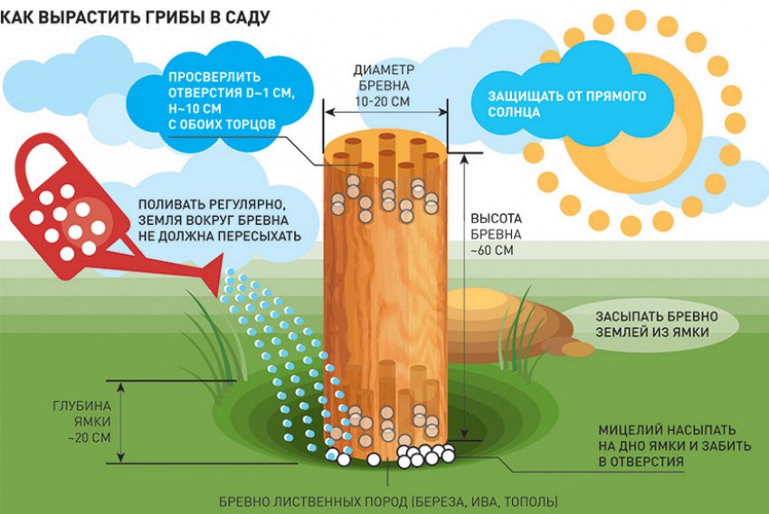 Как вырастить грибы в саду