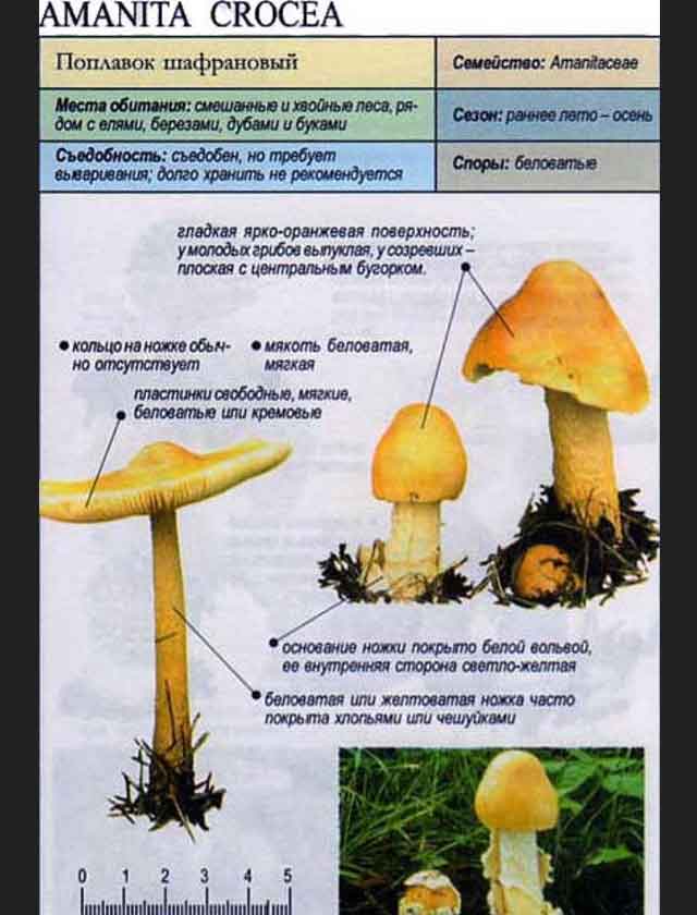 Шафрановые поплавки (Amanita crocea), описанные в справочнике
