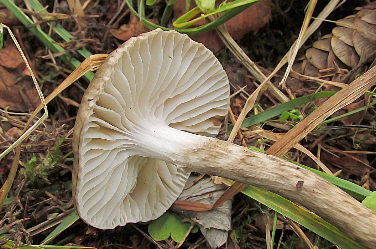 Гигрофор оливково-белый Hygrophorus olivaceoalbus