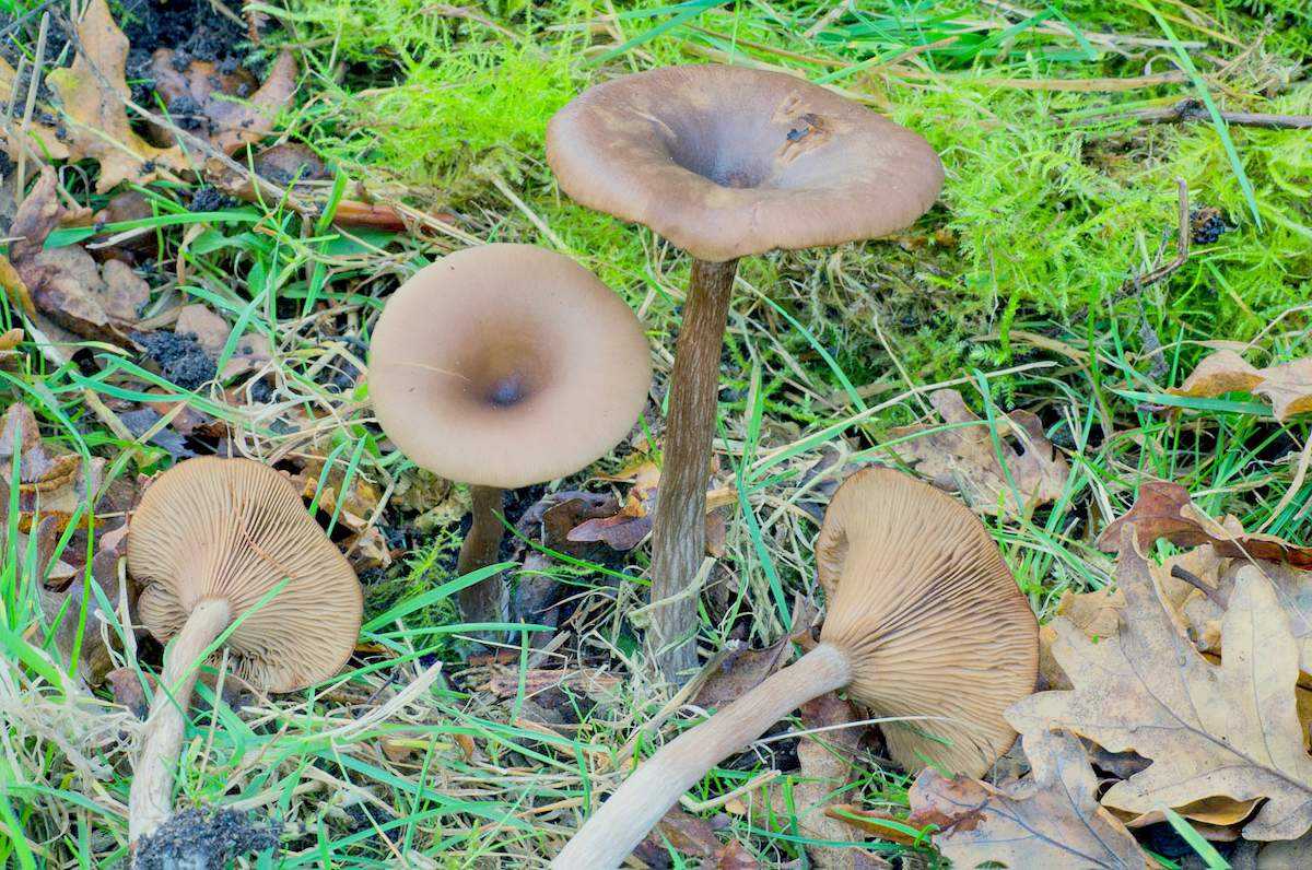 Agaricus blazei