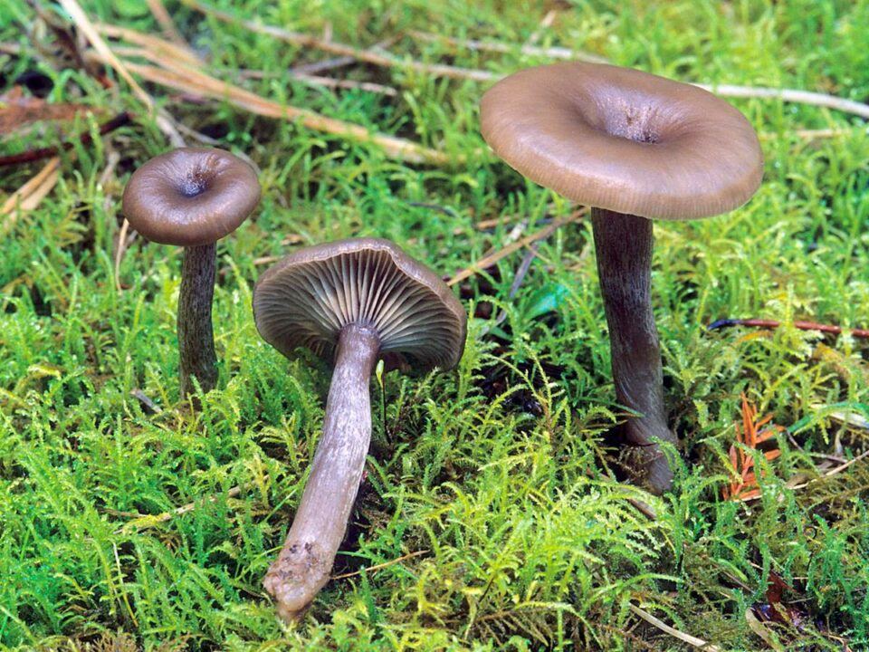 Голова головоногого моллюска Pseudoclitocybe cyathiformis