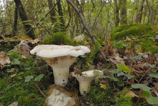 Пруритические клеевые полоски