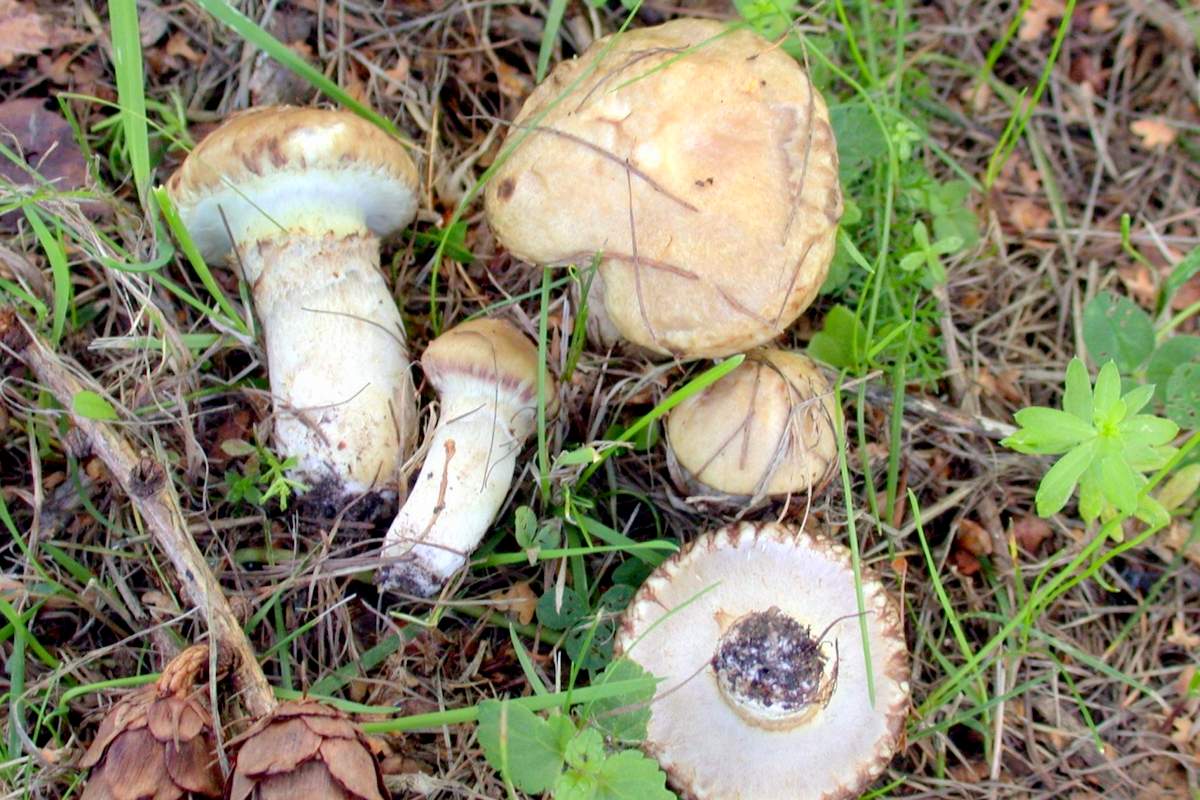 Серая оливковая утка Suillus aeruginascens