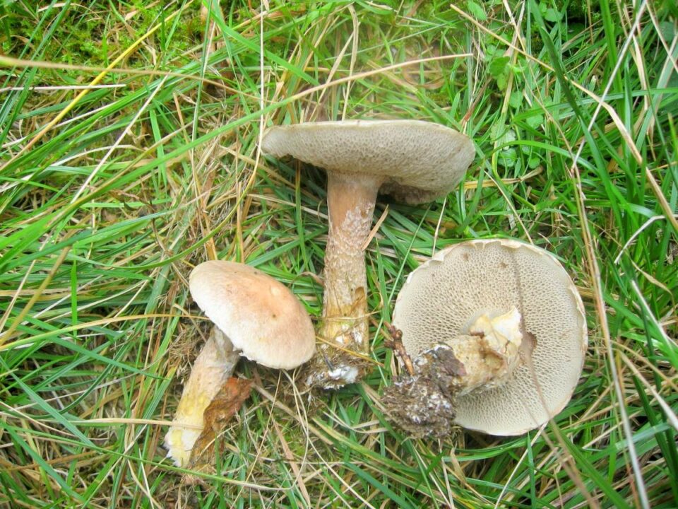 Серый масляный червь Suillus aeruginascens