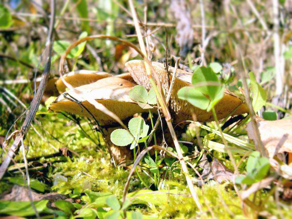 Серый масляный червь Suillus aeruginascens