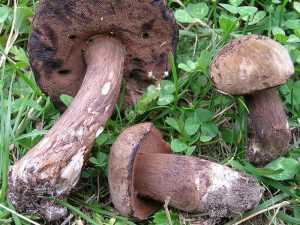 Porphyrovictus porphyrosporum (Порфировиктус порфироспорум)