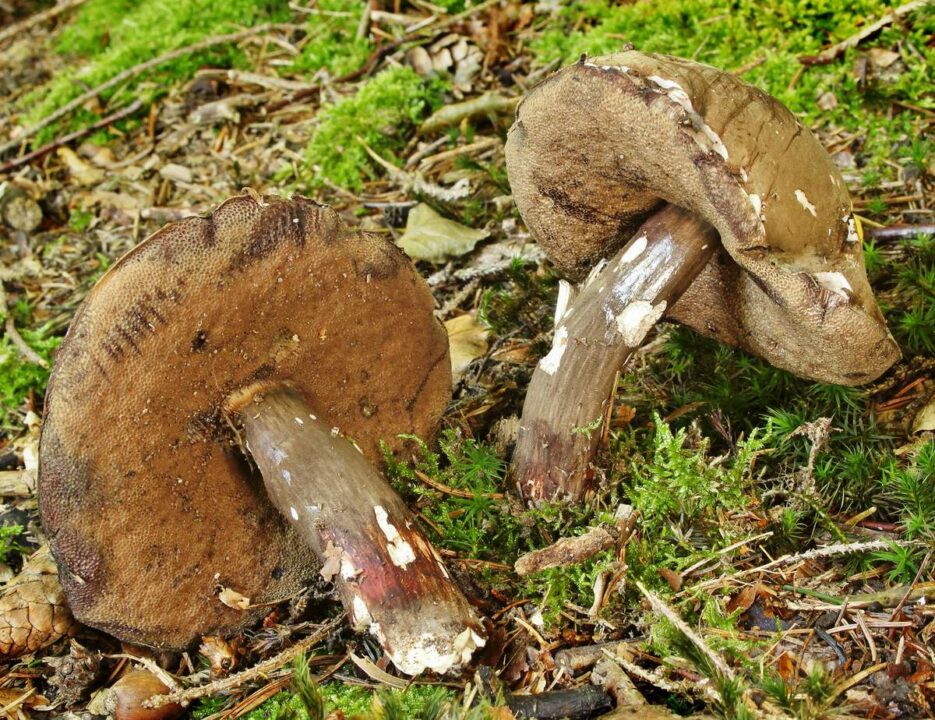 Porphyrovictus porphyrosporum