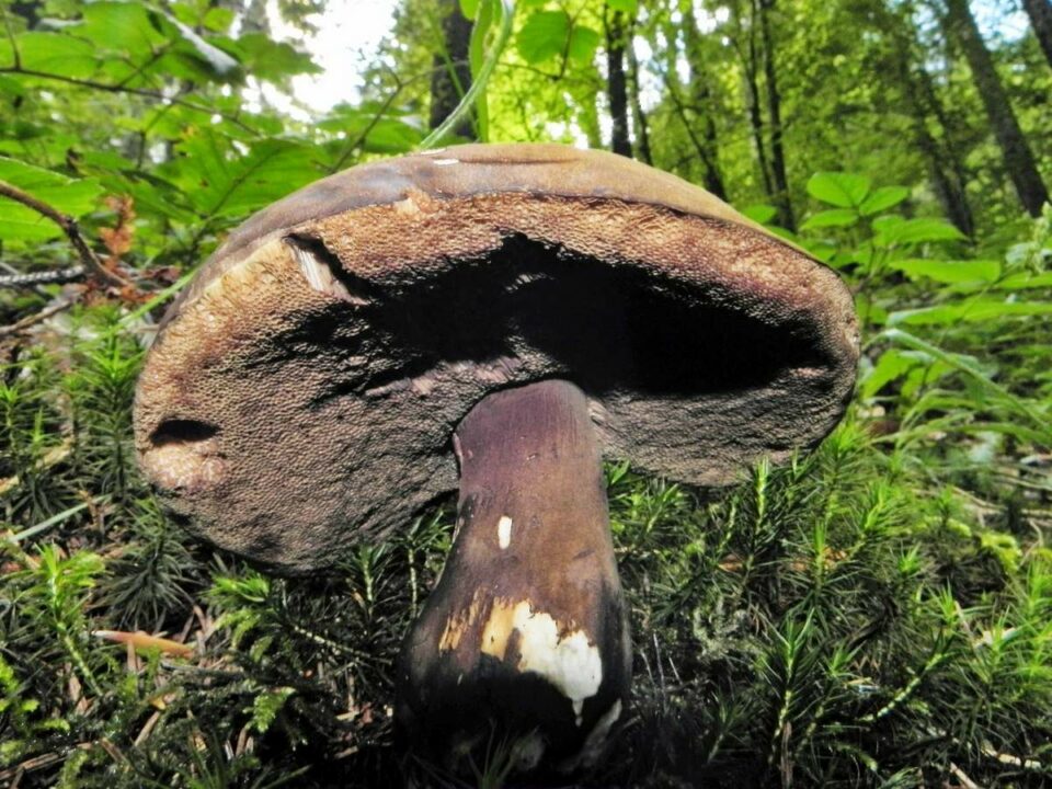 Porphyrovictus porphyrosporum