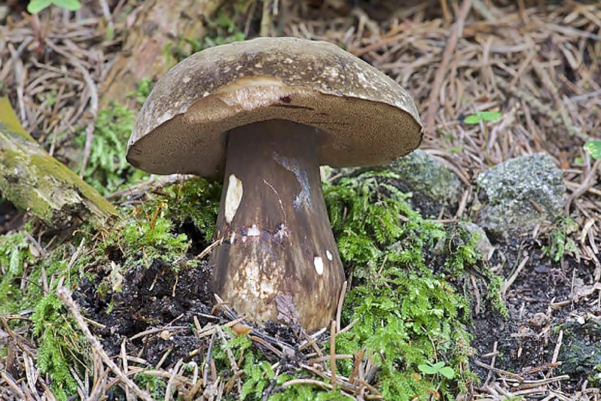 Porphyrovictus porphyrosporum (Porphyromonas)