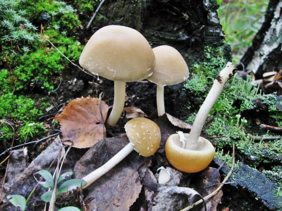 Psathyrella candolli