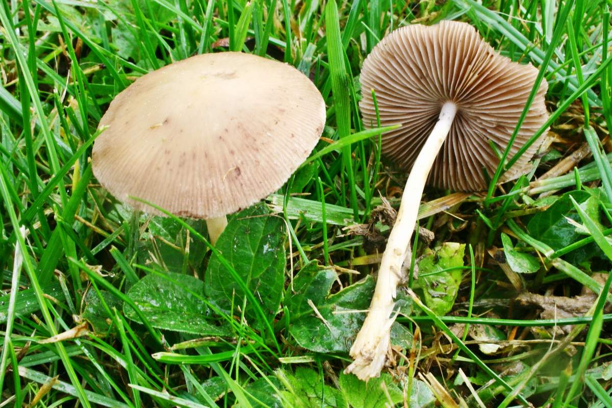 Psatirella candolli