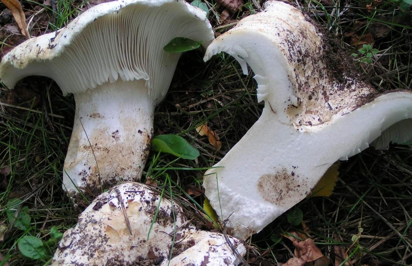 Алоэ вера (Russula delica)