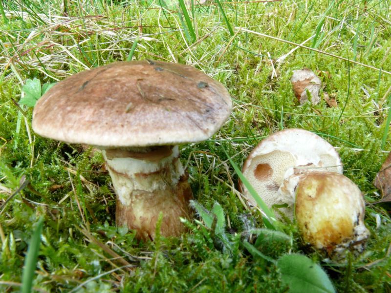 Боровик серый (Suillus viscidus) фотография и описание