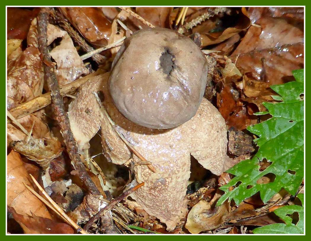 Куполообразная звездочка Geastrum fornicatum