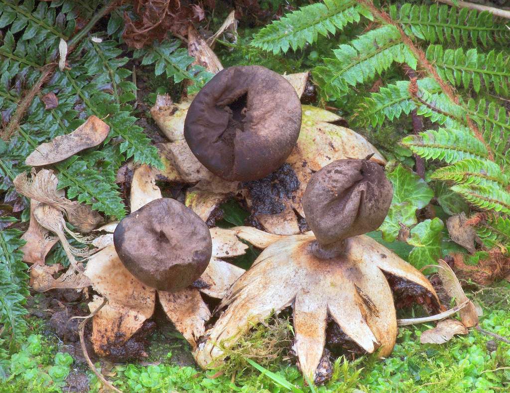 Geastrum fornicatum