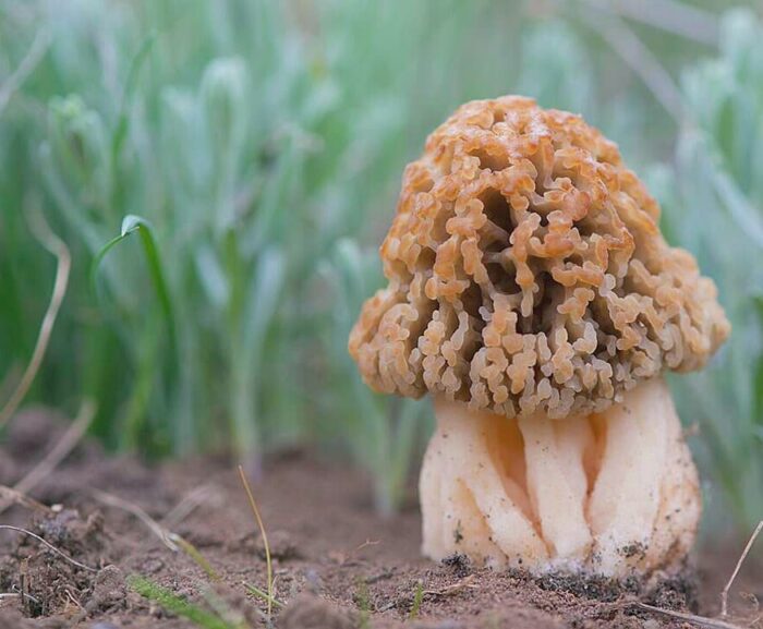 Гриб сморчок луговой (Morchella steppicola) фото и описание