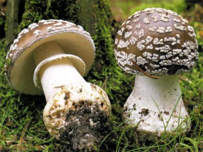 Фотографии и описание личинок мух (Amanita ceciliae)
