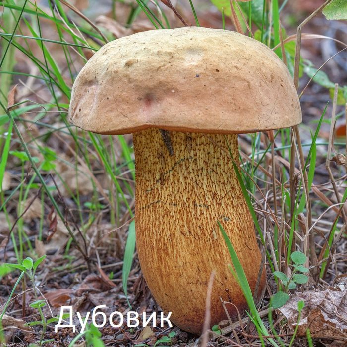 Как отличить дубовик от сатанинского гриба