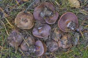 Паутинник пурпурный (Spiderwort purpurascens)