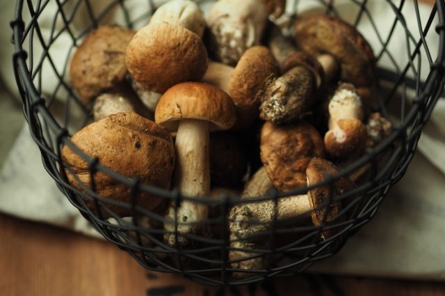 Грибной сезон. Что делать с сыроежками и подосиновиками | Продукты и напитки | Кухня | Аргументы и Факты