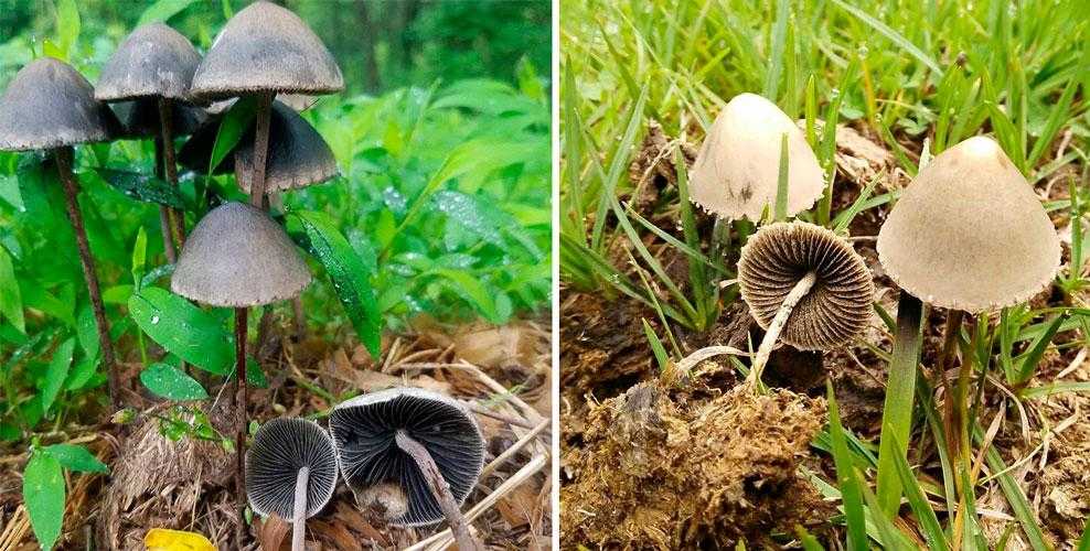 Panaeolina foenisecii - описание, местонахождение, похожие виды, фотографии