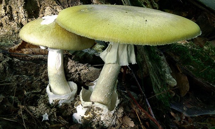 Грибы, похожие на поганки, но съедобные