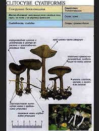 Головоногие / Съедобные грибы, ягоды, травы